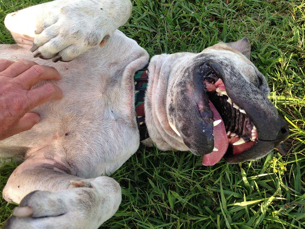 Happy dog getting belly scratched