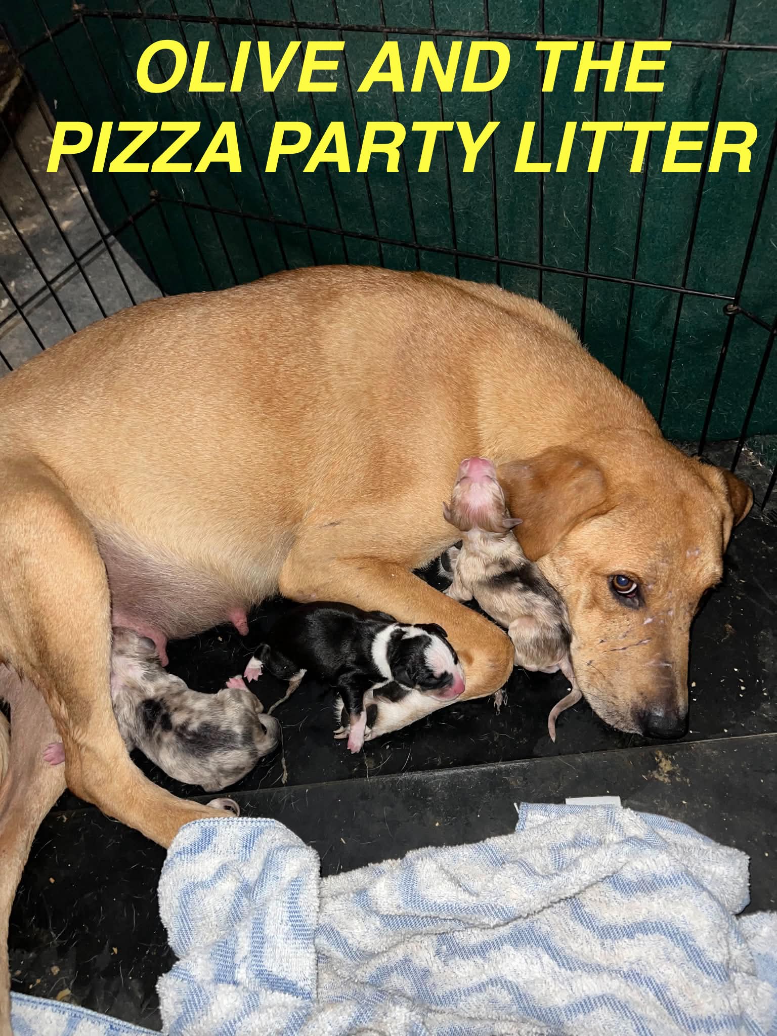 Olive and The Pizza Party Litter
