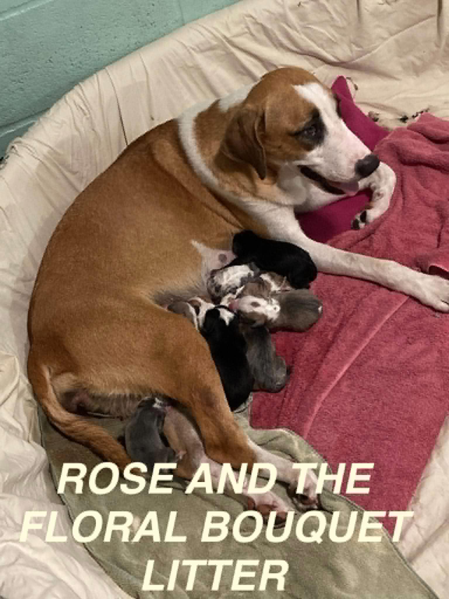 ROSE AND THE FLORAL BOUQUET LITTER