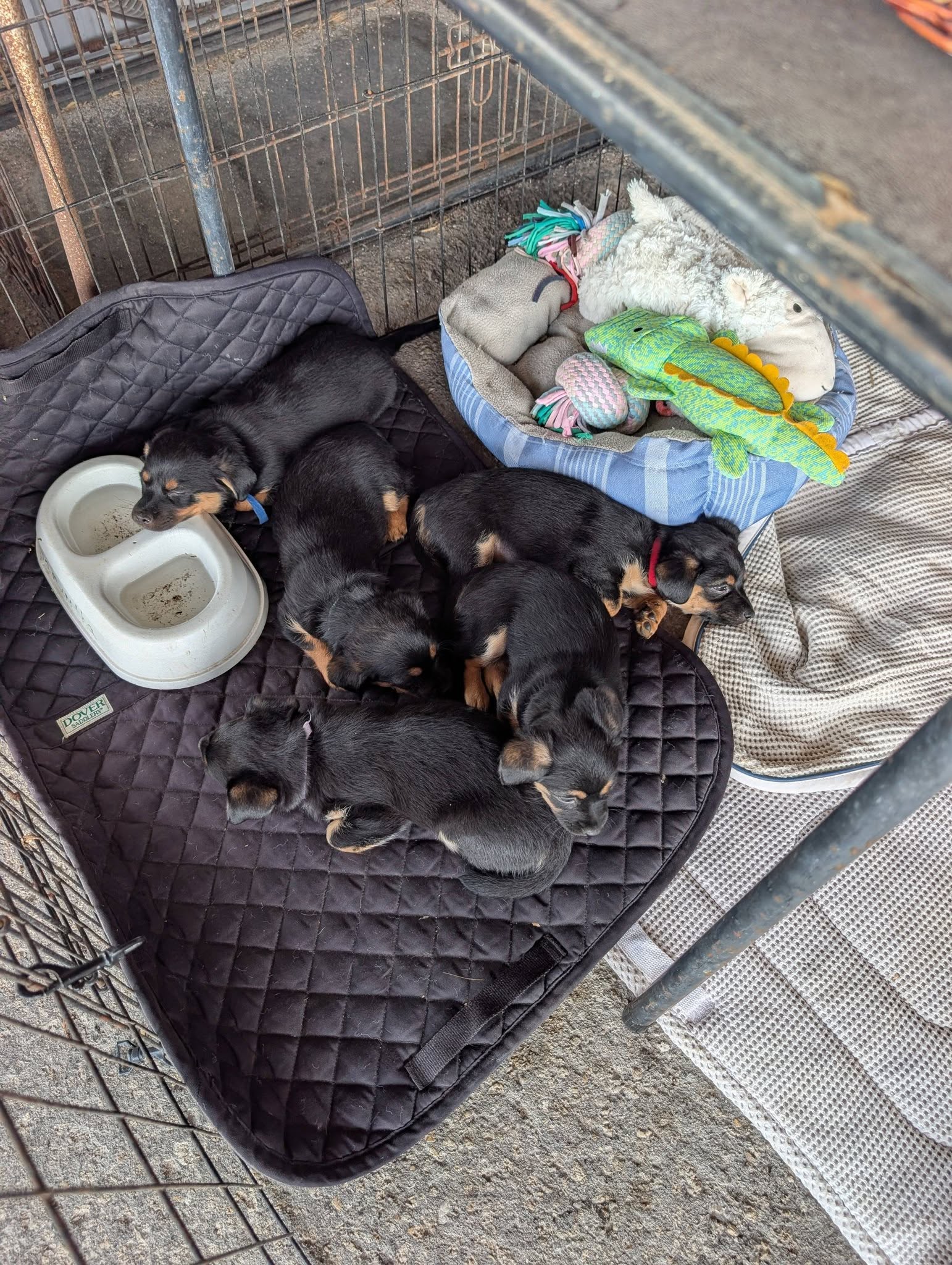 The Olympic Venue Puppies