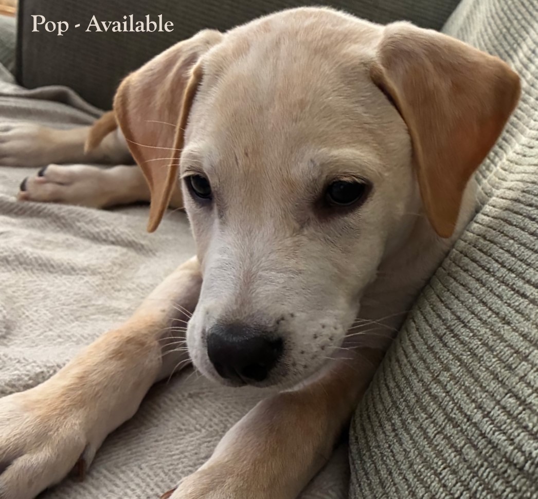 POP