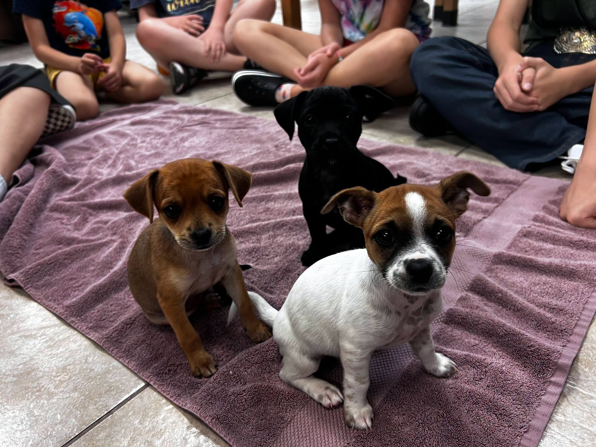 SHERWIN-WILLIAMS PAINT COLORS PUPPIES