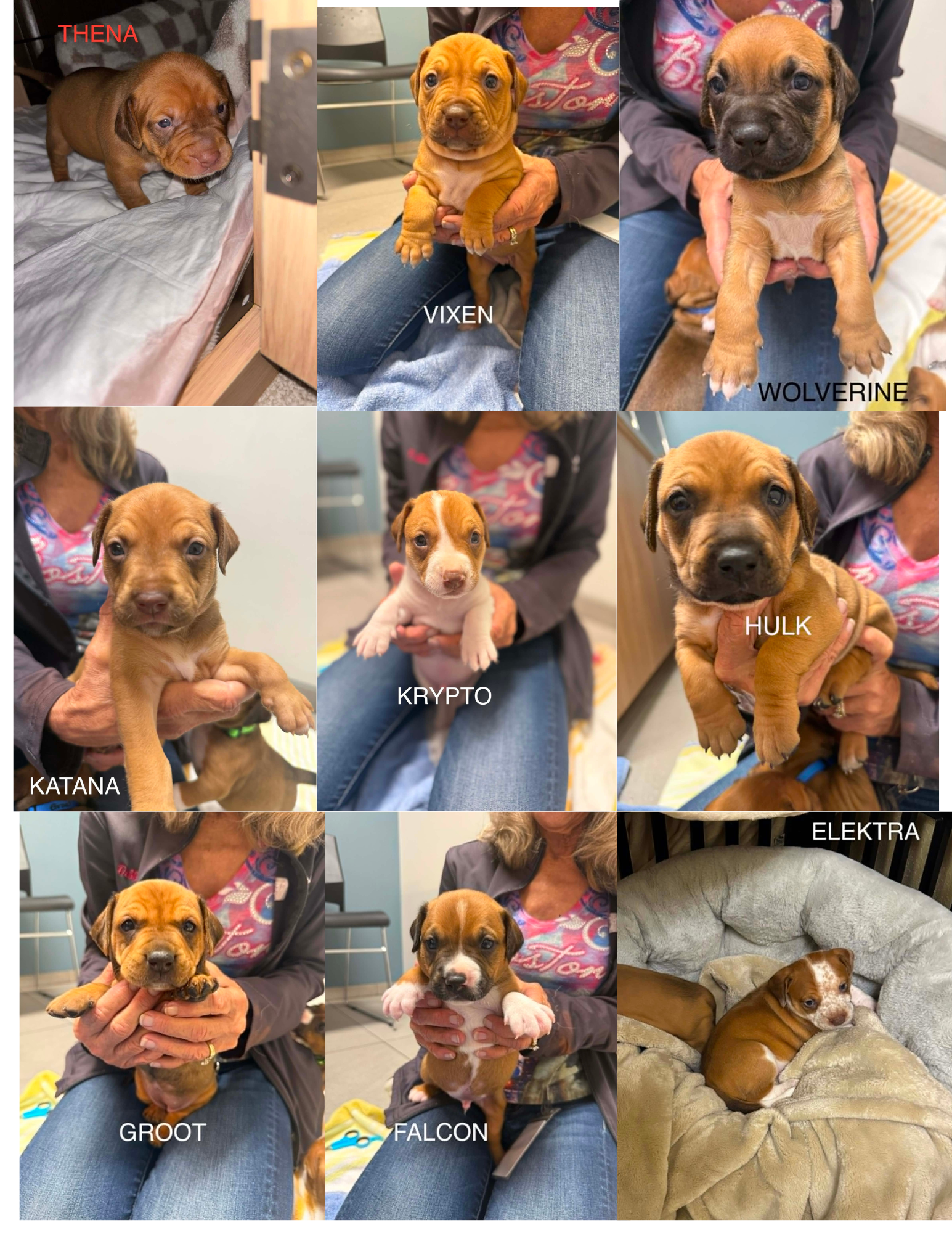 HELGA’S HEROES LITTER